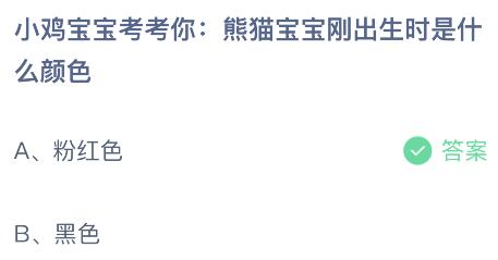 熊猫宝宝刚出生时是什么颜色？蚂蚁庄园6.14今日正确答案最新