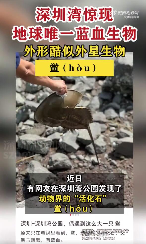 深圳湾出现地球唯一蓝血生物 被誉为动物界的“活化石”之一